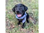 Adopt Korben a Black Labrador Retriever / Hound (Unknown Type) / Mixed dog in