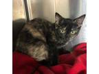 Adopt Chuck 3/4 a Domestic Shorthair / Mixed (short coat) cat in Detroit