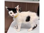 Adopt Maura a Domestic Shorthair / Mixed (short coat) cat in Tiffin