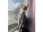 Adopt Bianca a Domestic Shorthair / Mixed (medium coat) cat in Warren