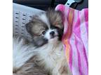 Pomeranian Puppy for sale in Petersburg, OH, USA