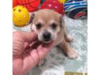 Chiweenie Puppy for sale in Rattan, OK, USA