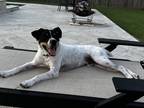Adopt Chicken McNugget (In Foster) a Jack Russell Terrier / Terrier (Unknown