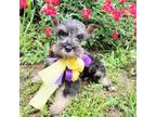 Schnauzer (Miniature) Puppy for sale in Hugo, OK, USA