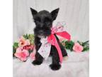 Schnauzer (Miniature) Puppy for sale in Hugo, OK, USA