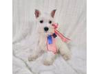 Schnauzer (Miniature) Puppy for sale in Hugo, OK, USA