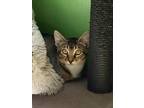 Adopt Wasabi a Gray or Blue Domestic Shorthair / Domestic Shorthair / Mixed cat