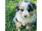Australian Shepherd Puppy for sale in Rusk, TX, USA