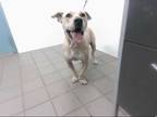 Adopt SHRUTI a Tan/Yellow/Fawn American Pit Bull Terrier / Mixed dog in