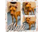 Adopt MAXI a Brown/Chocolate American Pit Bull Terrier / Mixed dog in Pearland