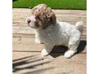 AKC toy Poodle Girl