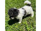 Toy Poodle Blue Eye AKC Female