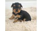 Males Yorkie puppies