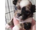 Chihuahua Puppy for sale in Tremonton, UT, USA