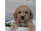 Mutt Puppy for sale in Newmanstown, PA, USA