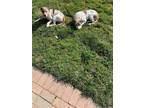 Adopt Aussie & Ranger (BONDEDPAIR) a White Pointer / Mixed dog in Zebulon