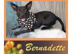 Adopt Bernadette a Mixed Breed (Medium) / Mixed dog in Mena, AR (38577491)