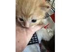 Adopt Garfield- Petra a Orange or Red Tabby Domestic Shorthair (short coat) cat