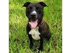 Adopt Shamu a Black Mixed Breed (Medium) / Mixed dog in Jupiter, FL (38562233)