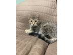 Adopt Hattie a Domestic Shorthair / Mixed (short coat) cat in New Braunfels