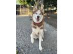 Adopt Sandy a White Husky / Mixed dog in Fairfax, VA (38489430)