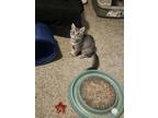 Adopt Tia a Gray, Blue or Silver Tabby Domestic Mediumhair (long coat) cat in