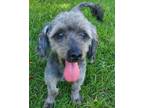 Adopt King a Gray/Blue/Silver/Salt & Pepper Shih Tzu / Mixed dog in Ridgeland