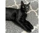Adopt Dia a All Black Domestic Shorthair / Mixed cat in Wichita, KS (38647580)