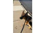 Adopt Bruno a Black - with Tan, Yellow or Fawn German Shepherd Dog / Mixed dog