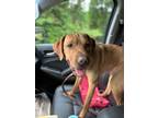 Adopt Elmen a Red/Golden/Orange/Chestnut Rhodesian Ridgeback / Labrador