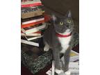 Adopt Moxie a Gray or Blue Domestic Shorthair / Mixed (short coat) cat in Tampa
