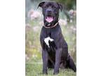 Adopt Tik Tok a Black Labrador Retriever / American Pit Bull Terrier / Mixed dog