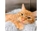Adopt Squeaker a Orange or Red Domestic Shorthair / Domestic Shorthair / Mixed