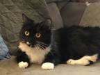 Adopt Piper a Black & White or Tuxedo Domestic Mediumhair (medium coat) cat in