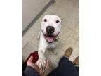 Adopt Tyler a White Terrier (Unknown Type, Small) / Mixed dog in Wantagh