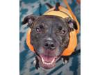 Adopt Kenai a American Pit Bull Terrier / Mixed dog in Warren, MI (38405623)