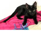 Adopt Baccardi23 a Domestic Shorthair / Mixed (short coat) cat in Youngsville