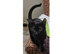 Adopt Janet a Black (Mostly) Domestic Shorthair (short coat) cat in Naperville