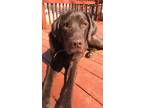 Adopt Eddy a Brown/Chocolate Labrador Retriever / Mixed dog in Holmen