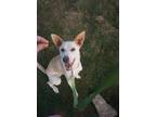 Adopt Jolene a White German Shepherd Dog / Border Collie / Mixed dog in Hot