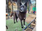 Adopt Dana a Black - with White Schipperke / Jindo / Mixed dog in Palisades