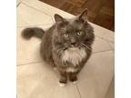 Adopt Angelo a Gray or Blue (Mostly) Domestic Shorthair (short coat) cat in New