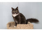 Adopt Ginger a Gray or Blue Domestic Mediumhair / Domestic Shorthair / Mixed cat