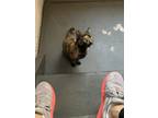 Adopt Torilla a Tortoiseshell American Shorthair / Mixed (short coat) cat in San