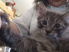 Adopt Pepperjack a Gray, Blue or Silver Tabby Domestic Mediumhair / Mixed