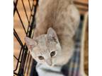 Adopt Oates a Cream or Ivory Domestic Shorthair / Domestic Shorthair / Mixed cat