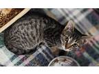 Adopt Bug a Gray or Blue Domestic Shorthair / Domestic Shorthair / Mixed cat in