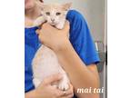 Adopt Mai Tai a Cream or Ivory Domestic Shorthair / Domestic Shorthair / Mixed