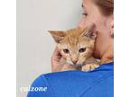 Adopt Calzone a Orange or Red Domestic Shorthair / Domestic Shorthair / Mixed