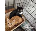 Adopt Crackers a Orange or Red Domestic Shorthair / Domestic Shorthair / Mixed